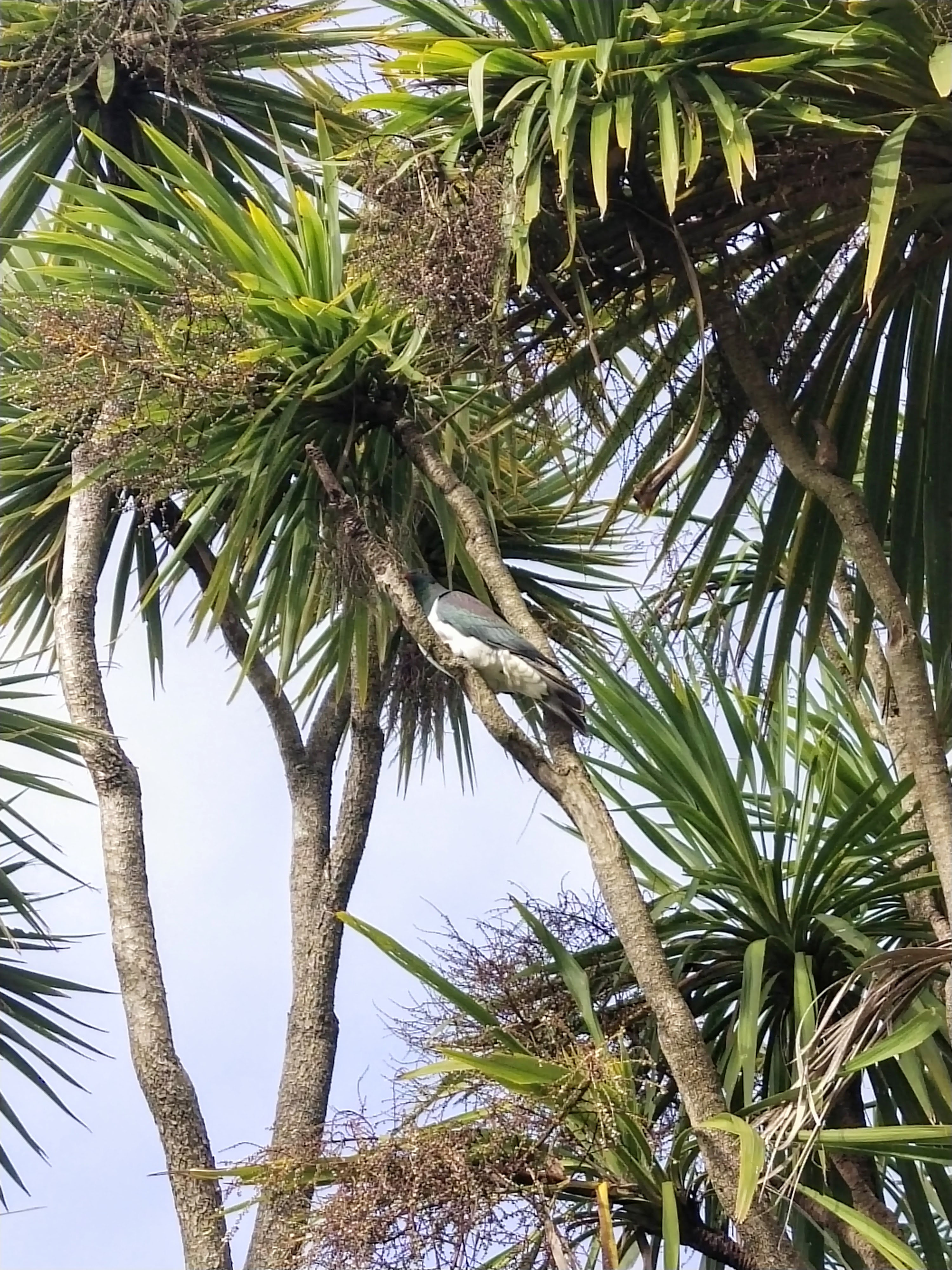 photo of a kererū in some trees